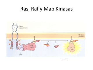 Ras, Raf y Map Kinasas
 