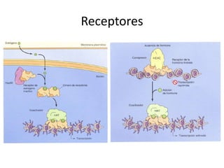 Receptores
 