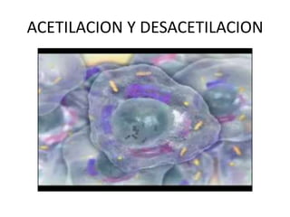 ACETILACION Y DESACETILACION
 
