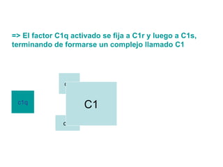 => El factor C1q activado se fija a C1r y luego a C1s, terminando de formarse un complejo llamado C1 c1q c1r c1s C1 