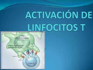 ACTIVACIÓN DE LINFOCITOS T	 