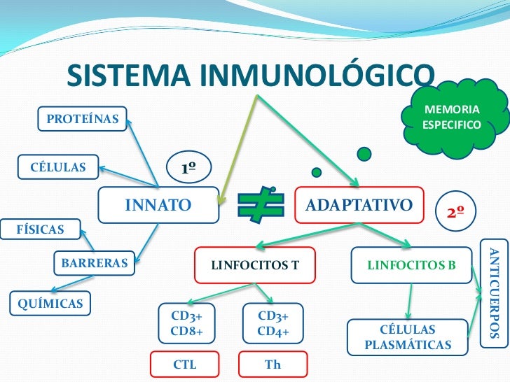 Activación de linfocitos T
