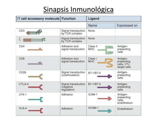 Sinapsis Inmunológica
 