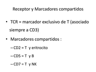 Receptor y Marcadores compartidos

• TCR = marcador exclusivo de T (asociado
 siempre a CD3)
• Marcadores compartidos :
  – CD2 = T y eritrocito
  – CD5 = T y B
  – CD7 = T y NK
 