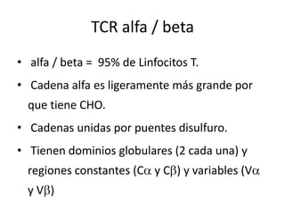 TCR alfa / beta
• alfa / beta = 95% de Linfocitos T.
• Cadena alfa es ligeramente más grande por
  que tiene CHO.
• Cadenas unidas por puentes disulfuro.
• Tienen dominios globulares (2 cada una) y
  regiones constantes (C y C ) y variables (V
  yV )
 
