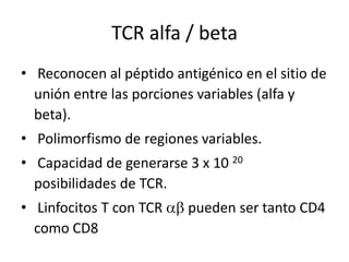 TCR alfa / beta
• Reconocen al péptido antigénico en el sitio de
  unión entre las porciones variables (alfa y
  beta).
• Polimorfismo de regiones variables.
• Capacidad de generarse 3 x 10 20
  posibilidades de TCR.
• Linfocitos T con TCR    pueden ser tanto CD4
  como CD8
 