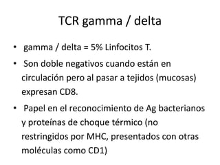 TCR gamma / delta
• gamma / delta = 5% Linfocitos T.
• Son doble negativos cuando están en
  circulación pero al pasar a tejidos (mucosas)
  expresan CD8.
• Papel en el reconocimiento de Ag bacterianos
  y proteínas de choque térmico (no
  restringidos por MHC, presentados con otras
  moléculas como CD1)
 