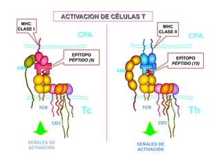 ACTIVACION DE CÉLULAS T
 MHC
                                                     MHC
CLASE I
                                                    CLASE II
                           CPA                                  CPA

                         EPÍTOPO
                        PÉPTIDO (9)                       EPÍTOPO
                                                         PÉPTIDO (15)
CD8
                                      CD4




          TCR                                TCR
                             Tc                                 Th
                CD3                                CD3



      SEÑALES DE                            SEÑALES DE
      ACTIVACIÓN                            ACTIVACIÓN
 