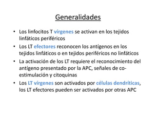 Generalidades
• Los linfocitos T vírgenes se activan en los tejidos
  linfáticos periféricos
• Los LT efectores reconocen los antígenos en los
  tejidos linfáticos o en tejidos periféricos no linfáticos
• La activación de los LT requiere el reconocimiento del
  antígeno presentado por la APC, señales de co-
  estimulación y citoquinas
• Los LT vírgenes son activados por células dendríticas,
  los LT efectores pueden ser activados por otras APC
 