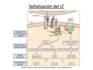 Señalización del LT
 