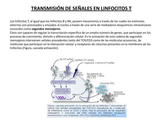 TRANSMISIÓN DE SEÑALES EN LINFOCITOS T

Los linfocitos T, al igual que los linfocitos B y NK, poseen mecanismos a través de los cuales los estímulos
externos son procesados y enviados al núcleo a través de una serie de mediadores bioquímicos intracelulares
conocidos como segundos mensajeros.
Éstos son capaces de regular la transcripción específica de un amplio número de genes, que participan en los
procesos de crecimiento, división y diferenciación celular. En la activación de esta cadena de segundos
mensajeros intervienen señales procedentes tanto del TCR/CD3 como de las moléculas accesorias, de
moléculas que participan en la interacción celular y receptores de citocinas presentes en la membrana de los
linfocitos (Figura, cascada activación).
 