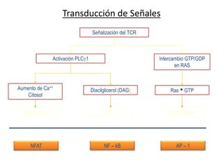 Transducción de Señales
                                    Señalización del TCR



                 Activación PLC 1                          Intercambio GTP/GDP
                                                                  en RAS



Aumento de Ca++                     Diacilglicerol (DAG)       RasGTP
    Citosol


  Calcineurina                             PKC                MAP cinasas




     NFAT                                 NF – kB                 AP – 1
 