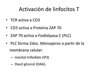 Activación de linfocitos T
• TCR activa a CD3
• CD3 activa a Proteína ZAP 70
• ZAP 70 activa a Fosfolipasa C (PLC)
• PLC forma 2dos. Mensajeros a partir de la
  membrana celular:
  – Inositol trifosfato (IP3)
  – Diacil glicerol (DAG).
 