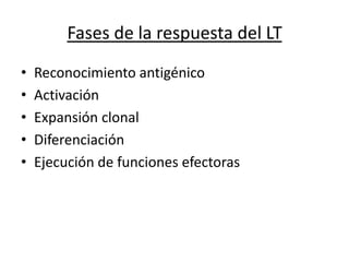 Fases de la respuesta del LT
•   Reconocimiento antigénico
•   Activación
•   Expansión clonal
•   Diferenciación
•   Ejecución de funciones efectoras
 