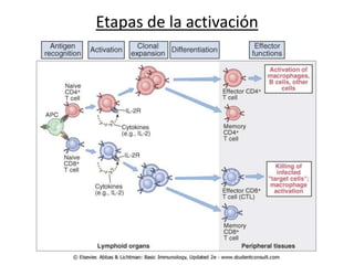 Etapas de la activación
 