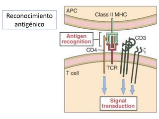 Reconocimiento
  antigénico
 