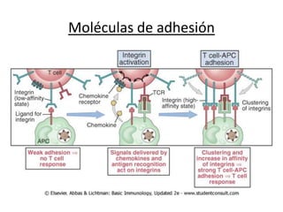 Moléculas de adhesión
 