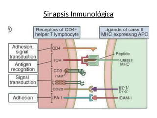 Sinapsis Inmunológica
 