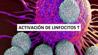 ACTIVACIÓN DE LINFOCITOS T
 