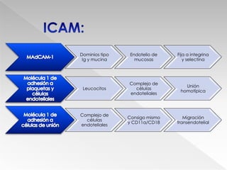 CAM de la superfamilia de las Ig  (ICAM)