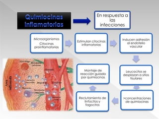 Superfamilia de polipéptidos90 a 130 aa.Quimiocinas