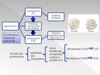 En respuesta a las infeccionesQuimiocinas inflamatorias