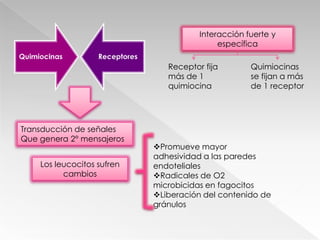 43 miembrosVariación adicionalDe la familia de receptores unidos a proteína GReceptores CCR          CC       Mediada por receptores Acción de quimiocinasReceptores CXCR        CXC