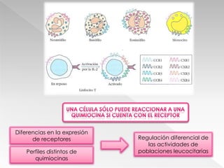 Interacción fuerte y específicaReceptor fija más de 1 quimiocinaQuimiocinas se fijan a más de 1 receptorTransducción de señalesQue genera 2° mensajerosPromueve mayor adhesividad a las paredes endoteliales