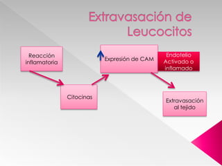 Radicales de O2 microbicidas en fagocitos