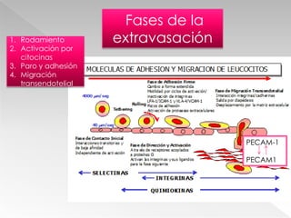 Liberación del contenido de gránulosLos leucocitos sufren cambios