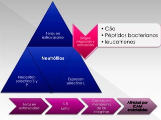 Diferencias en la expresión de receptores Regulación diferencial de las actividades de poblaciones leucocitariasPerfiles distintos de quimiocinas