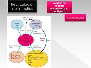  Fases de la extravasaciónRodamiento Activación por citocinasParo y adhesión Migración transendotelialPECAM-1PECAM1
