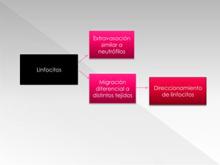  Recirculación de linfocitos  Máximo de linfocitos encuentren a su antígeno 1-2circuitos/dia