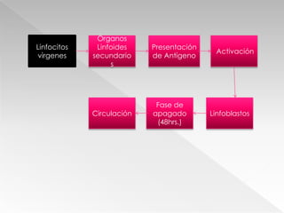  Extravasación de  linfocitos En tejidos linfoidesExpresa CAM IgMucinasSelectinas En endotelio vénular alto (HEV)Ventajas para la adhesiònLento flujo en las venasMoléculas de adhesión en tejidos específicos  adresinas vasculares  Dirigen migración hacia tejidos linf. Secundarios  