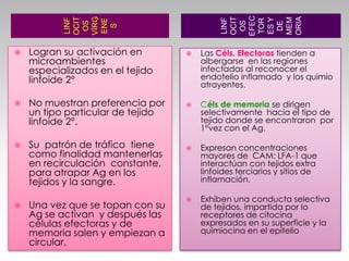 Extravasación similar a neutrófilosLinfocitos Migración diferencial a distintos tejidos Direccionamiento de linfocitos  