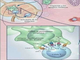 Linfocitos vìrgenesÓrganos  Linfoides secundariosPresentación de Antígeno  Activación  Fase de apagado (48hrs.) Linfoblastos Circulación 