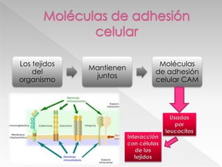 Moléculas de adhesión celularUsadas  por leucocitos Interacción con células de los tejidos
