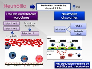 LESIÓN ENDOTELIALActivación del factor HagemanCININASCOAGULACIÓNFIBRINOLITICOSe activaCascada de coagulación activadaPlasminógenoPrecalicreínaC5 :C5a y C5bformaPlasminaCalicreínaTROMBINAescindeActivación del complementoBRADICININAFibrinógeno CininógenofibrinafibrinopéptidosPermeabilidad vascular,dolor,contracción del músculo lisoPermeabilidad vascular, quimiotaxis de neutrofilos