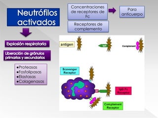 NeutrófiloPredomina durante las etapas iniciales6hrsTrombina e histaminaSelectina ESelectina RSelectina PIL-1 y TNF-αHay producción creciente de neutrófilos en la médula ósea