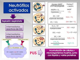 Migran por un gradiente del quimioatrayente