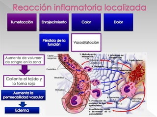 Mediadores inflamatorios