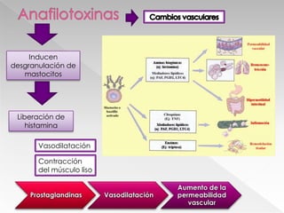Concentraciones de receptores de FcPara anticuerpoNeutrófilos activadosReceptores de complementoExplosión respiratoriaLiberación de gránulos primarios y secundariosProteasas