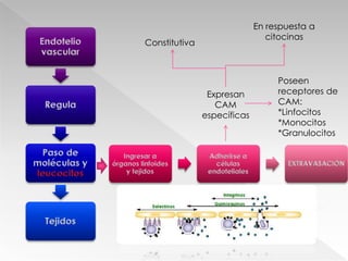 En respuesta a citocinasConstitutivaPoseen receptores de CAM:*Linfocitos*Monocitos*GranulocitosExpresan CAM específicas