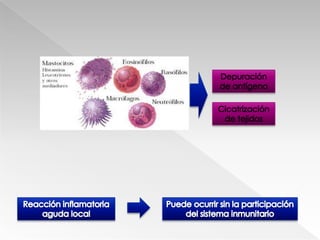 ColagenasasNeutrófilos activadosExplosión respiratoriaIntermediarios reactivos de O2Intermediarios reactivos de NAcumulación de células y microorganismos muertos, junto con líquido y varias proteínasPUS