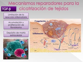 Reacción inflamatoria localizadaAumento de volumen de sangre en la zona Calienta el tejido y lo torna rojoAumenta la permeabilidad vascular Edema 