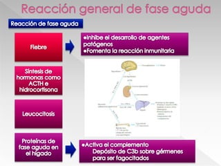 AnafilotoxinasCambios vascularesInducen desgranulación de mastocitosLiberación de histaminaVasodilatación Contracción del músculo liso