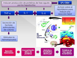Incremento de fagocitosisLiberación deIL-1
