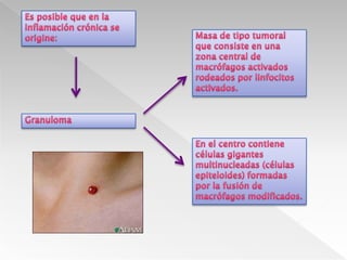 Permeabilidad vascularIL-6Inducen reacción febril