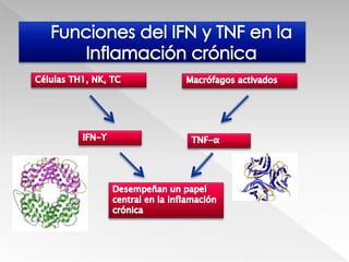 Depuración de antígenoCicatrización de tejidosReacción inflamatoria aguda localPuede ocurrir sin la participación del sistema inmunitario