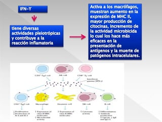 Mecanismos reparadores para la cicatrización de tejidosTGF-Limitación de la reacción inflamatoriaAcumulación y proliferación de fibroblastosDepósito de matriz extracelular